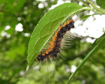 �t���ς̗��ɐ��ނ̂͂�߂�