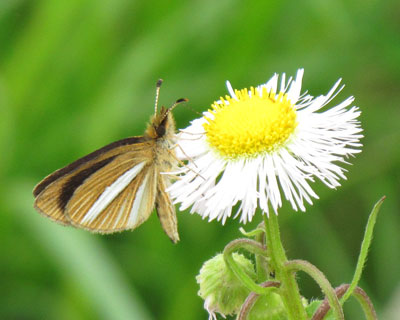 �M���C�`�����W�Z�Z��