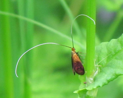 �{�P���N���n�l�V���q�Q�i�K