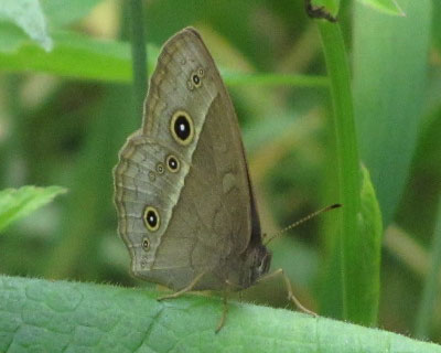 �n�����Ԃ̃q���W���m��