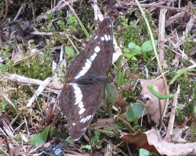 �C�`�����W�`���E�ۂ�