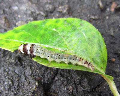 ���O���킩��Ȃ����ʃC��