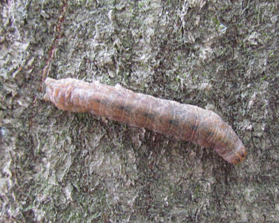 �������Ȃ��߂��Ē��ׂ��Ȃ�