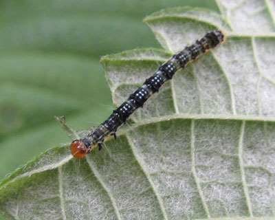 �܂����t�N���X�Y���ł́H