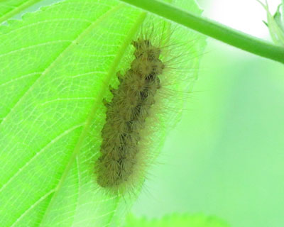 �A�}�q�g���Ɏ��Ă���