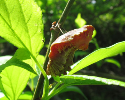 �T�����߂̃W���R�E�A�Q�n�