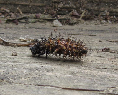 �L�^�e�n�Ɏ��������