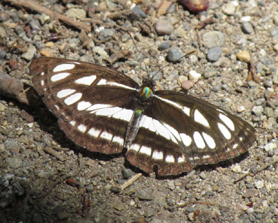 �n�G�̂悤�Ɍ���R�~�X�W