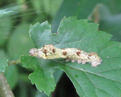 �N���R�̏㔼�g�̓��j���ۂ�