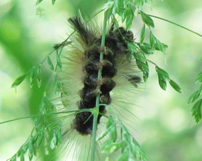 ��������͂��킢���C������}���h�N�K