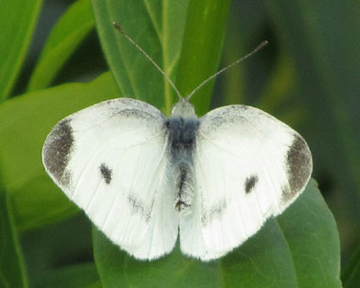 ����������̍��񂾖͗l���ق���