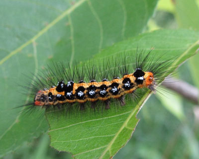 �h�N�K�Ɏ��Ă邯�ǁA��ʂ̕K�v���Ȃ������ȃ����V���h�N�K