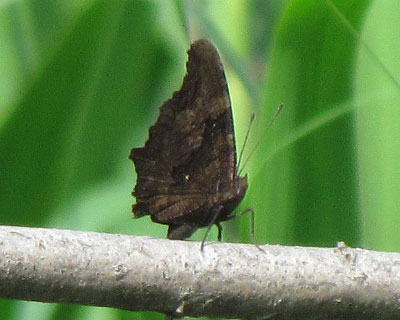 ���΂̂悤�ɓ����Ȃ������^�e�n