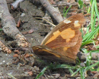 �炪�Ȃ��Ďc�O�ȃe���O�`���E