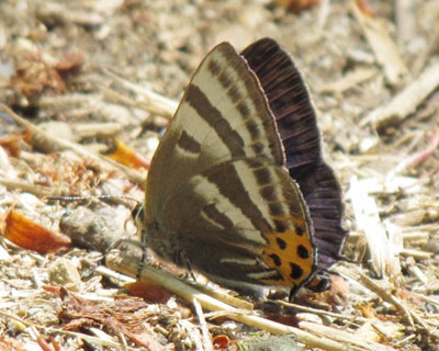 �U������Ȃ������g���t�V�W�~