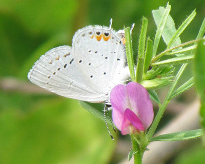 ���܂ł��킢��