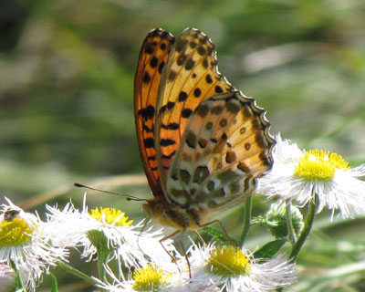 ���N�������ς��c�}�O���q���E����