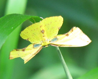 �{�����E�R���G�_�V���N