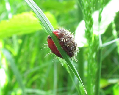 �M���b�ƂȂ����E���X�J�V�N���o