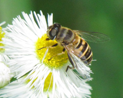 �����A�u�n�G�}�ӂ��ق���