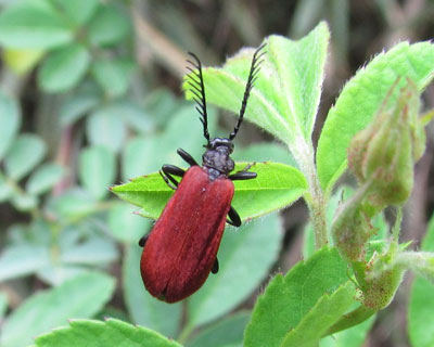 �A�J�n�l���V�Ƃ����̂Ɏ��Ă�