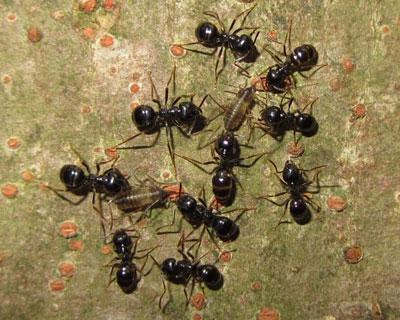 �^�񒆂̐l�C�҂̐��̂�m�肽��