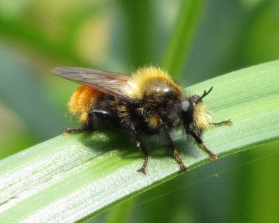 �F�Ⴂ�̃`���C���I�I�C�V�A�u