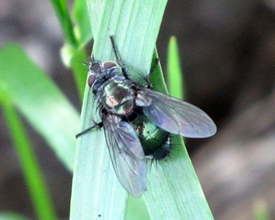 �ӊO�ɖѐ[���n�G