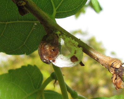 �q�����^�J�C�K�����V�Ƃ����݂���