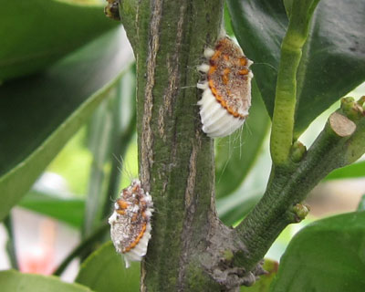 �~�J����D���C�Z���A�J�C�K�����V