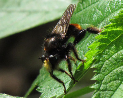 �I�I�C�V�A�u�̊�̖т̓W�W�L��