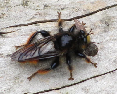 �w�̌`���ς��Ǝv��