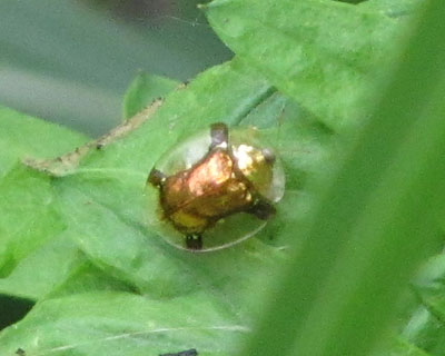 �����ȃW���K�T�n���V