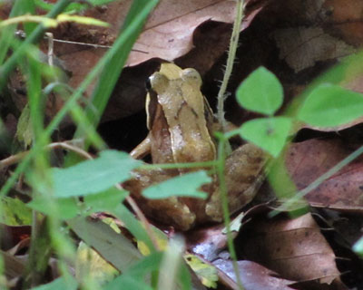 �B�ꂽ����̃j�z���A�J�K�G��