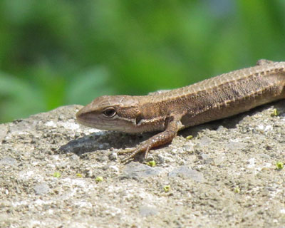 �J�i�w�r�͂����������Ă�