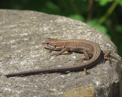 ���s�K���������炵��������