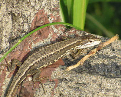 ���̍�ɏZ��ł�炵���A��������