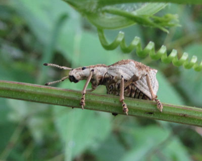 ���Ԃ�V���R�u�]�E���V