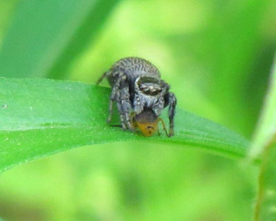 �Ȃ񂩕߂܂����H