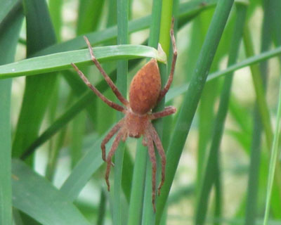 �^�R���ۂ�