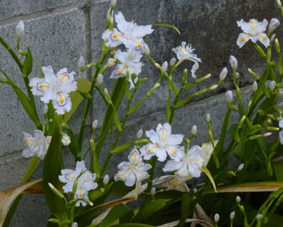 ���A�ŏ���ɍ炢�Ă�V���K