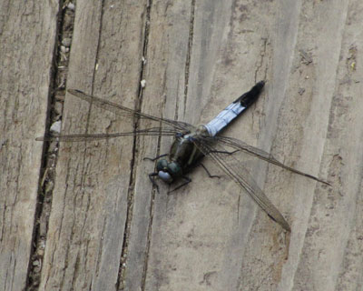 �ؓ����D���ȃV�I�J���g���{