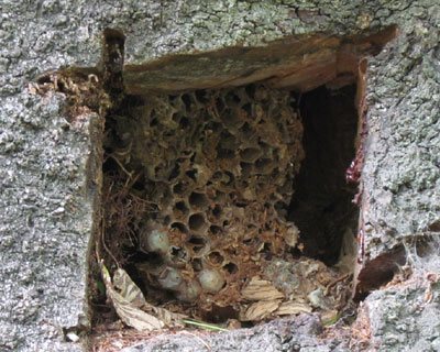 �؂ɑ����ł��Ă�