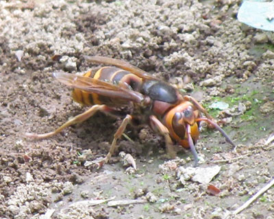 ������郂���X�Y���o�`