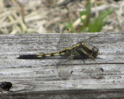 �g���{�}�ӂ͌��Ă��킩��Ȃ���