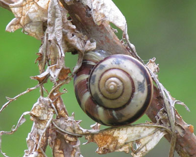 �傫���Ɗ����L�ۂ�