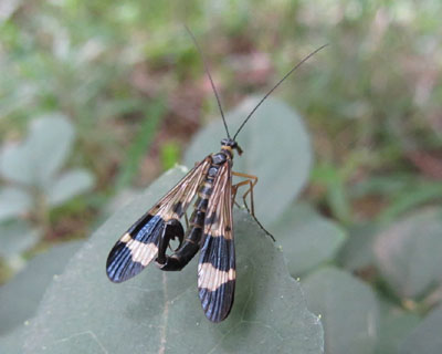 �T�\���ۂ����}�g�V���A�Q