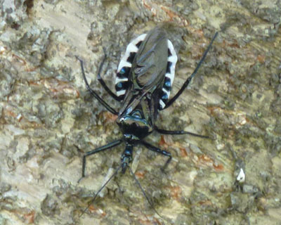 �����S�L�u������