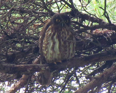 ���N���A���Ă����A�I�o�Y�N