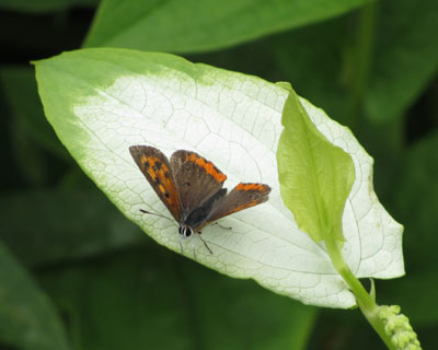 �̂������Ă�